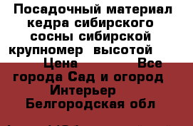 Посадочный материал кедра сибирского (сосны сибирской) крупномер, высотой 3-3.5  › Цена ­ 19 800 - Все города Сад и огород » Интерьер   . Белгородская обл.